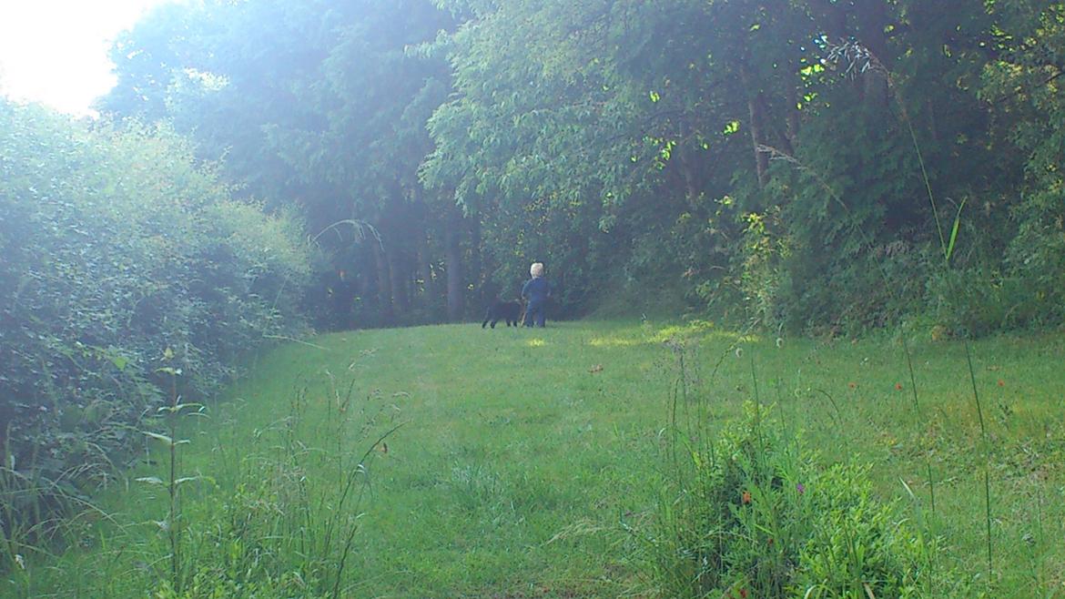 Labrador retriever Luffe billede 3