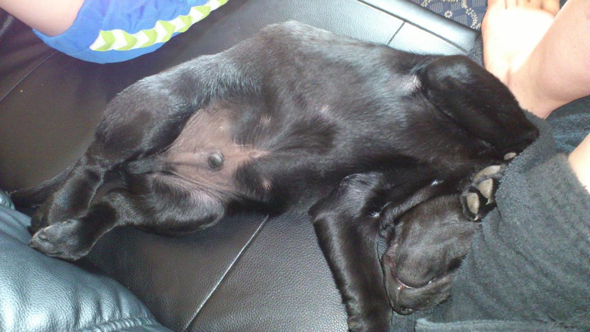 Labrador retriever Luffe billede 5