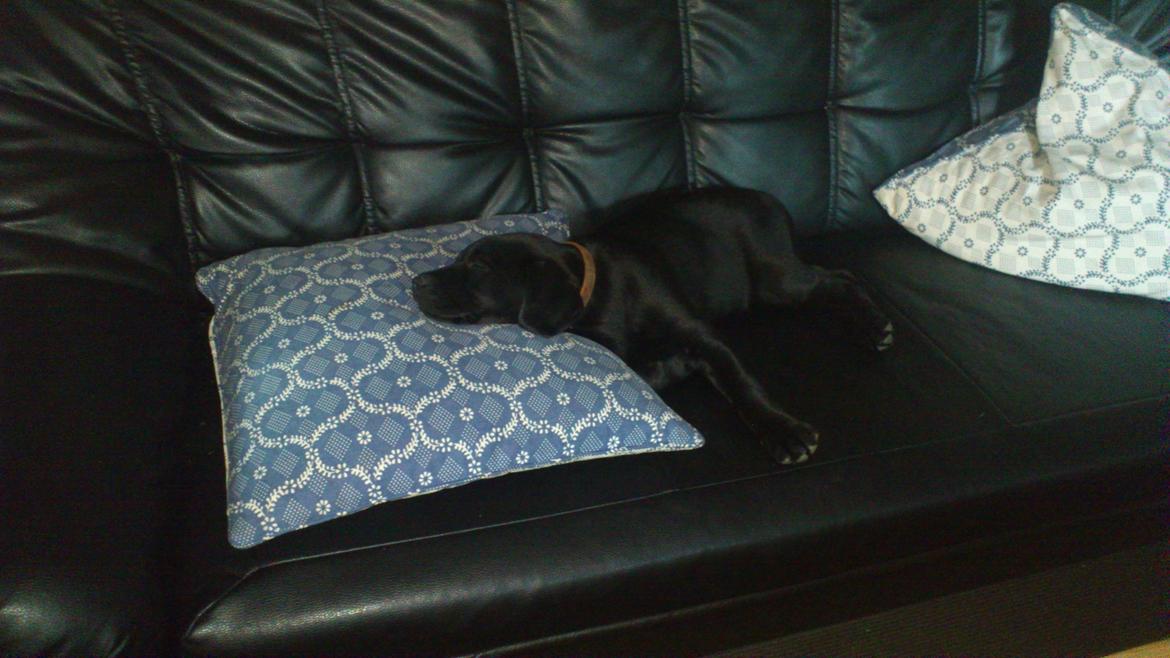 Labrador retriever Luffe billede 6