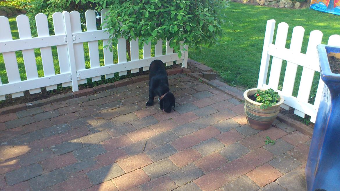 Labrador retriever Luffe billede 7