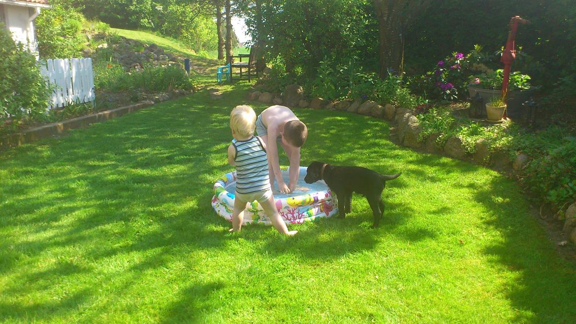 Labrador retriever Luffe billede 8