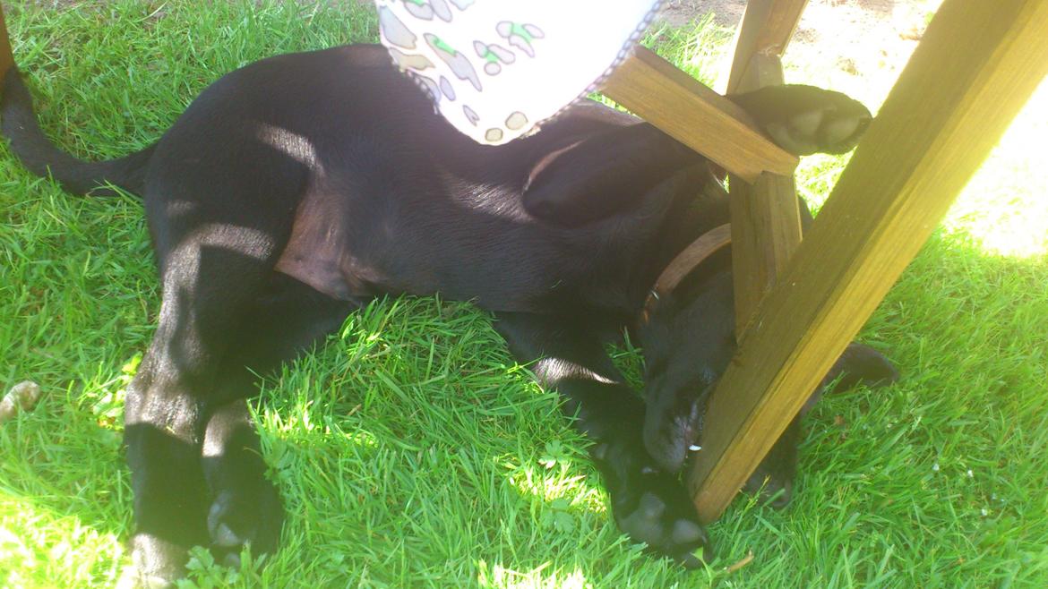 Labrador retriever Luffe billede 9