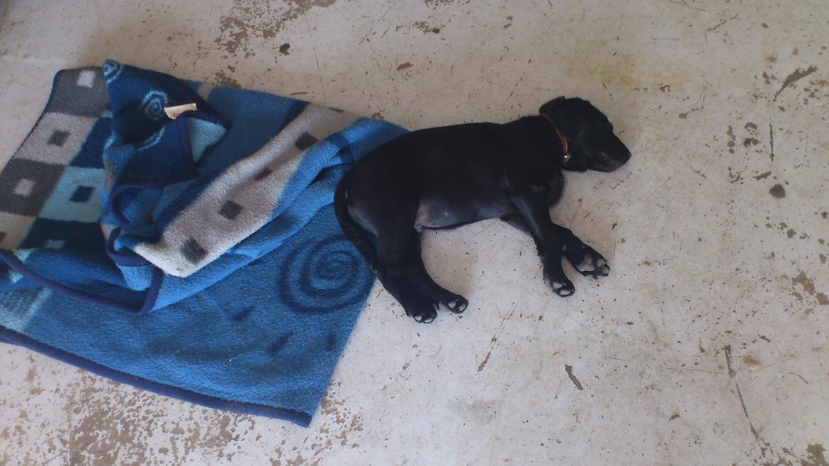 Labrador retriever Luffe billede 10