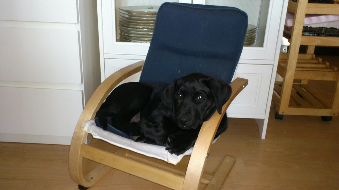 Labrador retriever Luffe billede 11