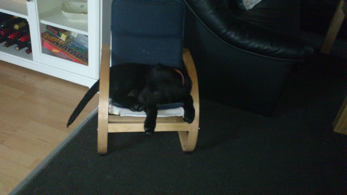 Labrador retriever Luffe billede 12