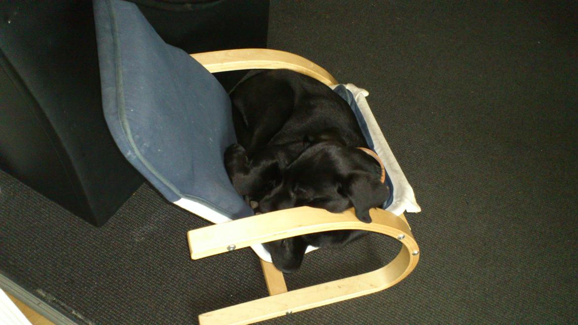 Labrador retriever Luffe billede 13