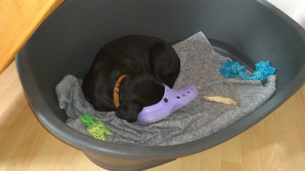 Labrador retriever Luffe billede 14