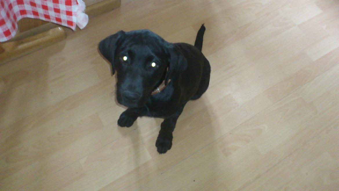 Labrador retriever Luffe billede 15