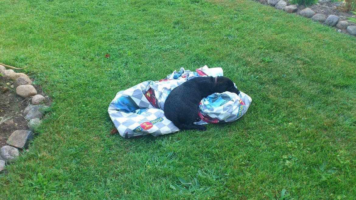 Labrador retriever Luffe billede 16