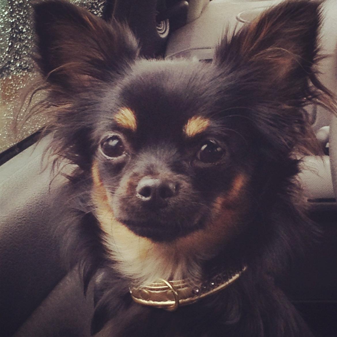 Chihuahua Pablo billede 6