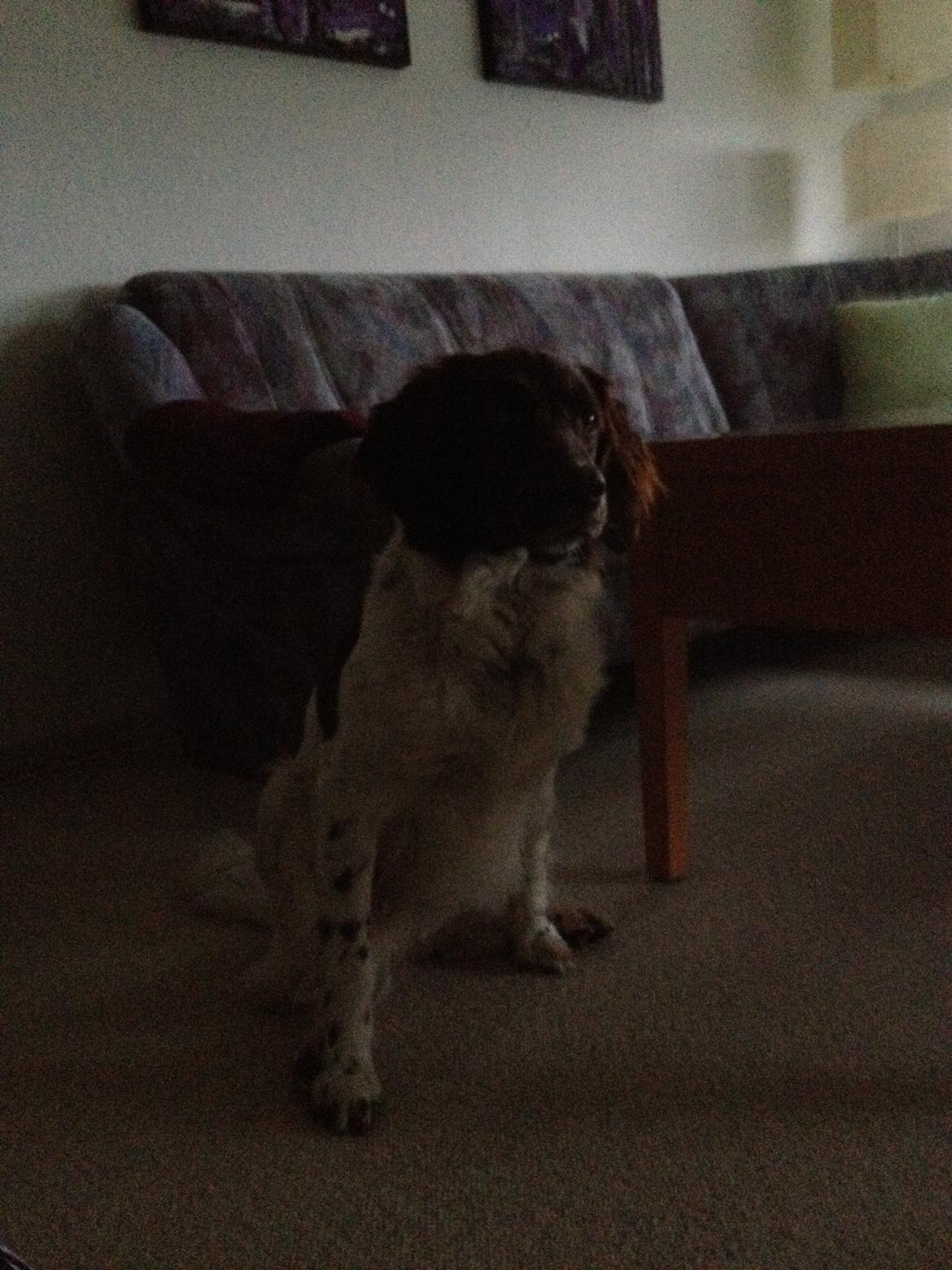 Kleiner münsterländer Perle " Solgt d. 30/11 - 2013" billede 2