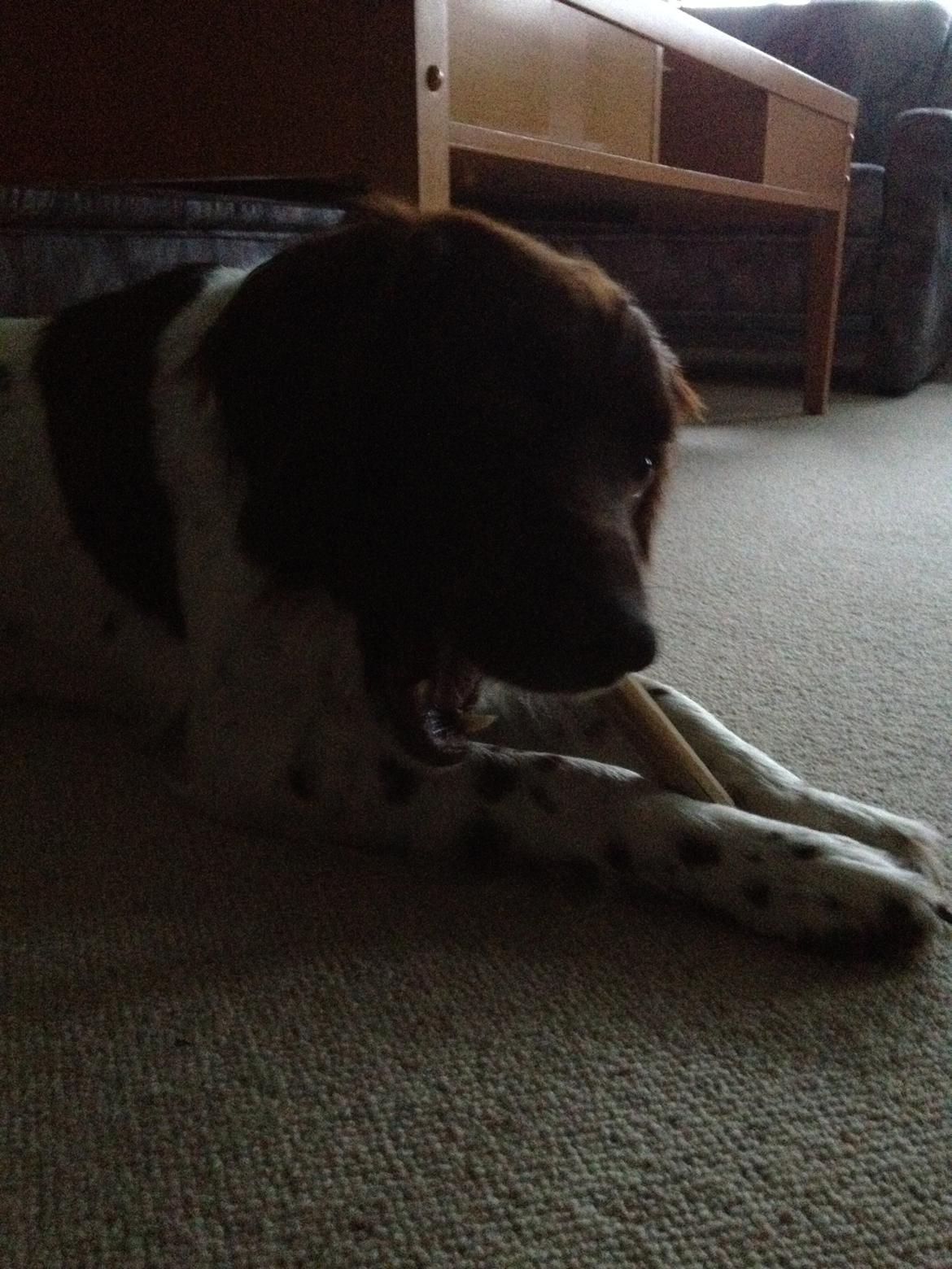 Kleiner münsterländer Perle " Solgt d. 30/11 - 2013" billede 3