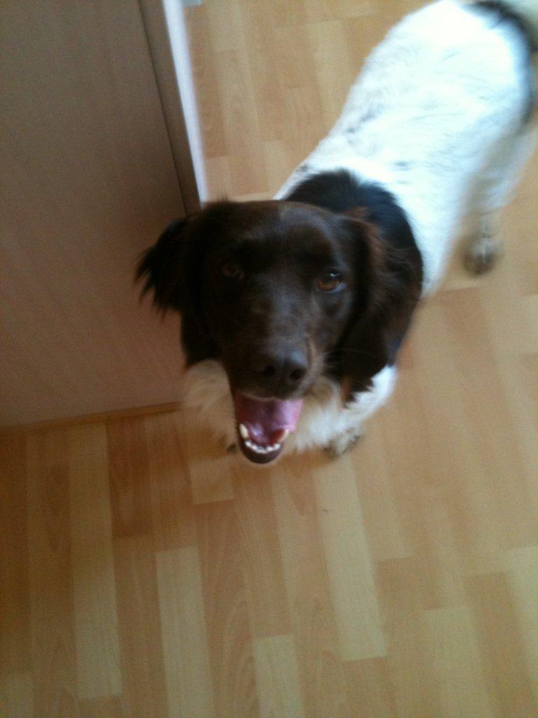 Kleiner münsterländer Perle " Solgt d. 30/11 - 2013" billede 4