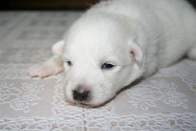 Japansk spids Malou <3 - 15 dage gammel. Og begyndte med at åbne hendes øjne.
 billede 1