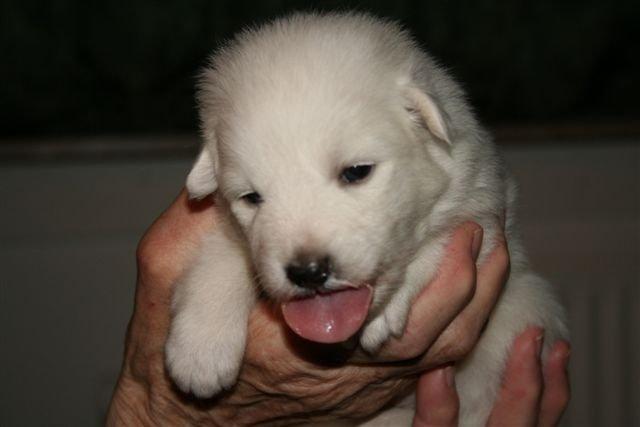 Japansk spids Malou <3 - 2 1/2 uge gammel. billede 2