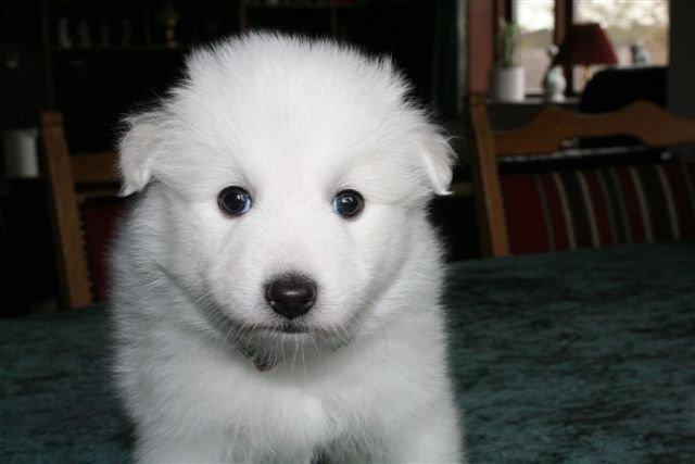 Japansk spids Malou <3 - 4 1/2 uge gammel. billede 3