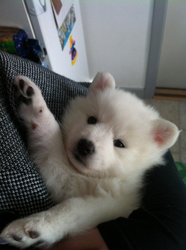 Japansk spids Malou <3 - 5 uger gammel og vi besøger hende første gang. billede 4