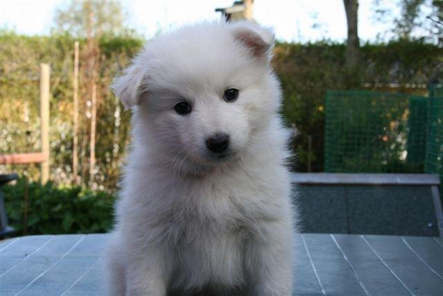 Japansk spids Malou <3 - 6 uger gammel. billede 5