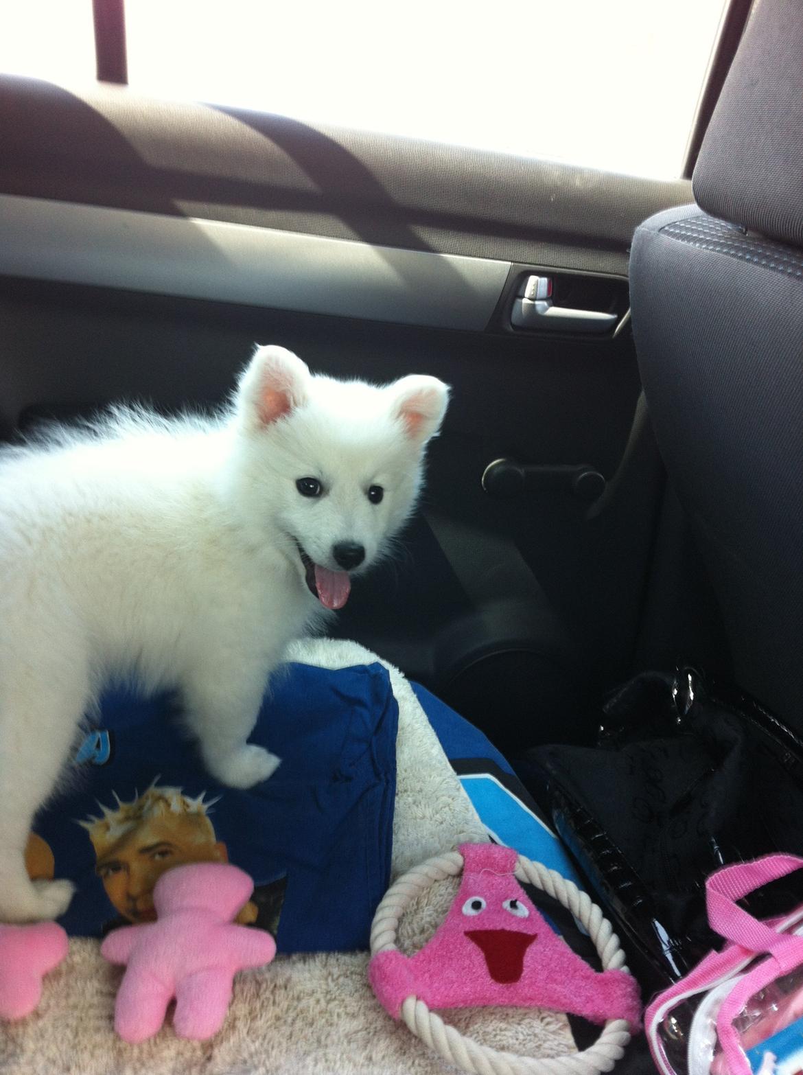 Japansk spids Malou <3 - 8 Uger, og hun er på vej til hendes nye hjem. billede 6