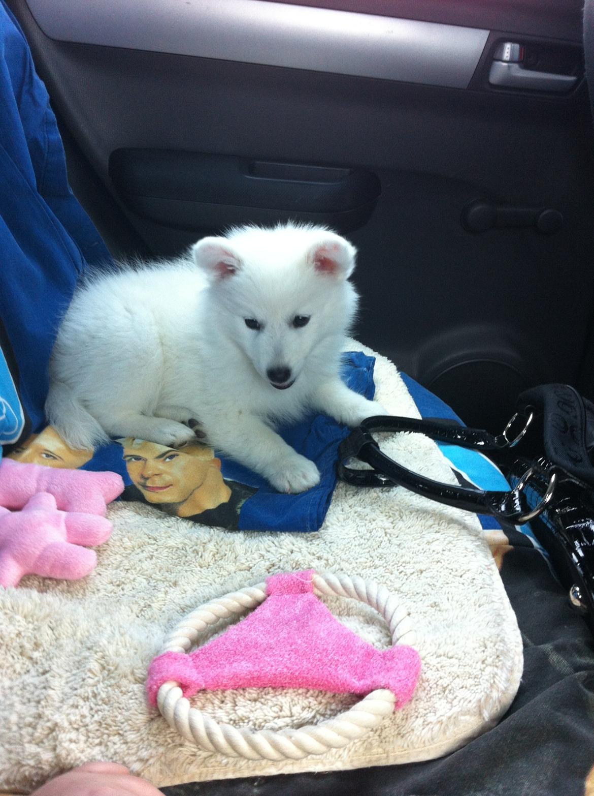 Japansk spids Malou <3 - 8 uger. billede 7