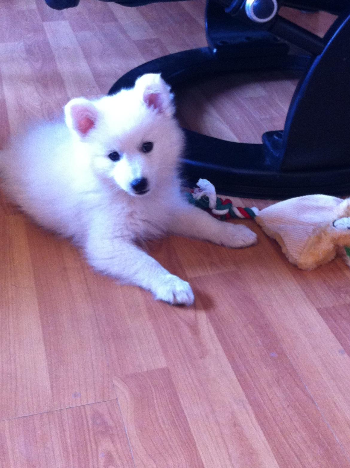 Japansk spids Malou <3 - Hun er på besøg ved hendes ''mormor'', for første gang. billede 8