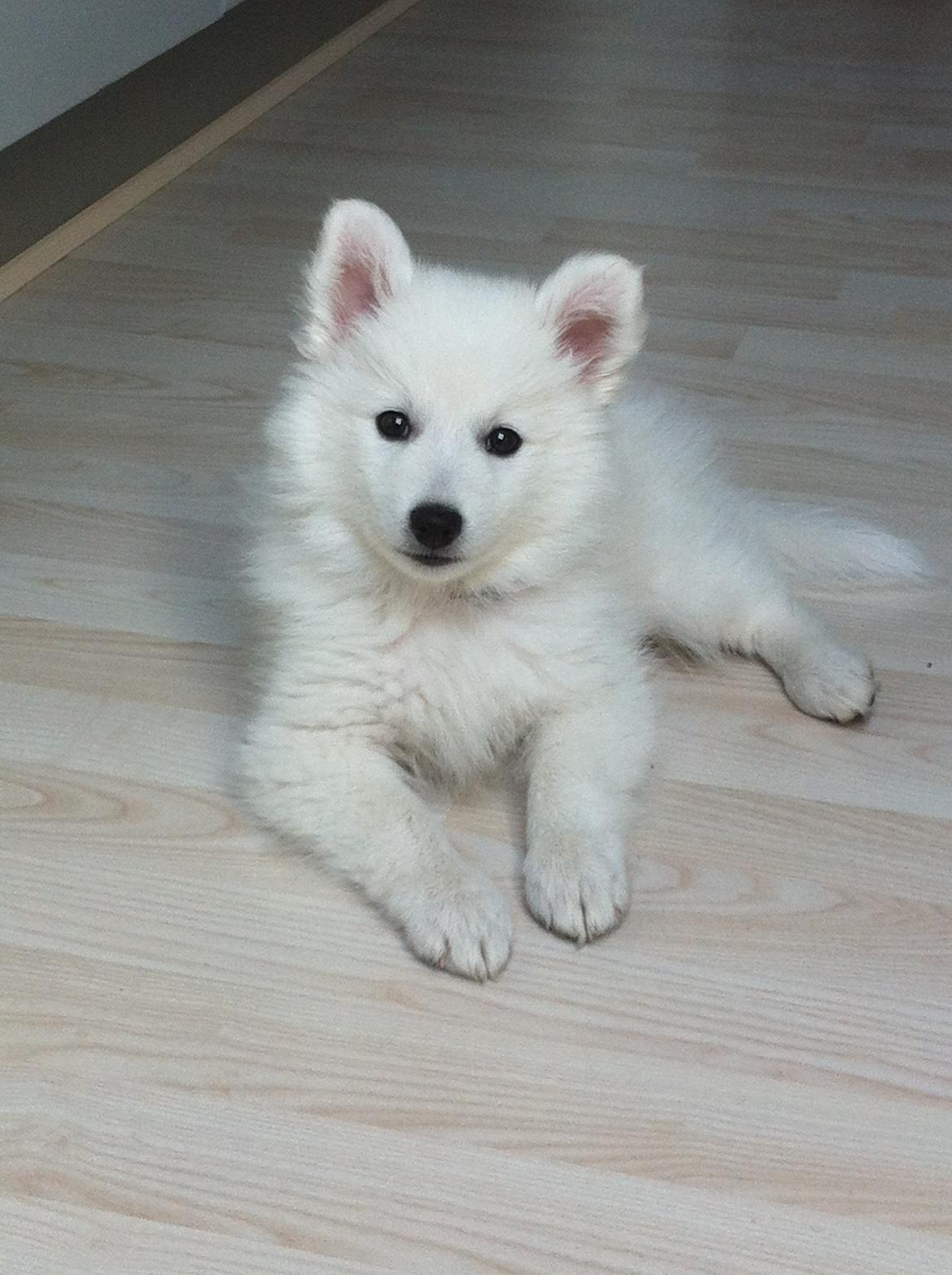 Japansk spids Malou <3 - Hjemme i køkkenet. billede 9