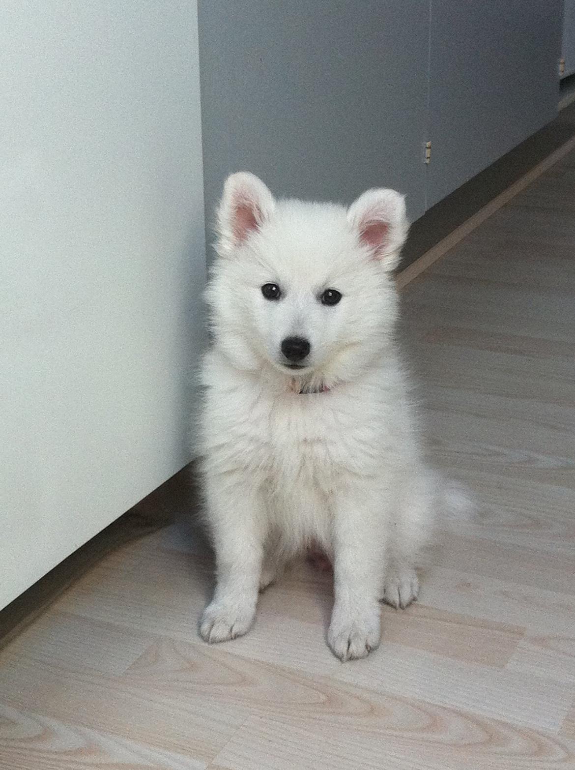 Japansk spids Malou <3 billede 10