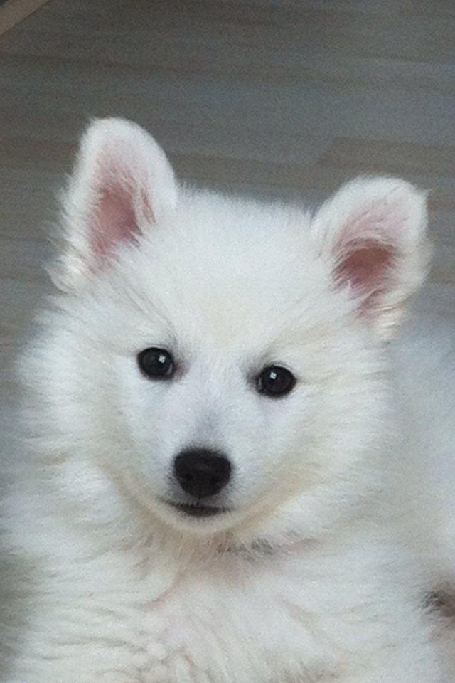 Japansk spids Malou <3 billede 11