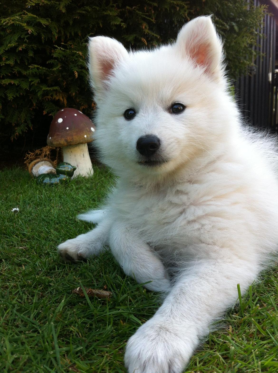 Japansk spids Malou <3 - Er på besøg for første gang ved min ''farmor''. Så mig og mor slapper af i haven, jeg er blevet træt. billede 12