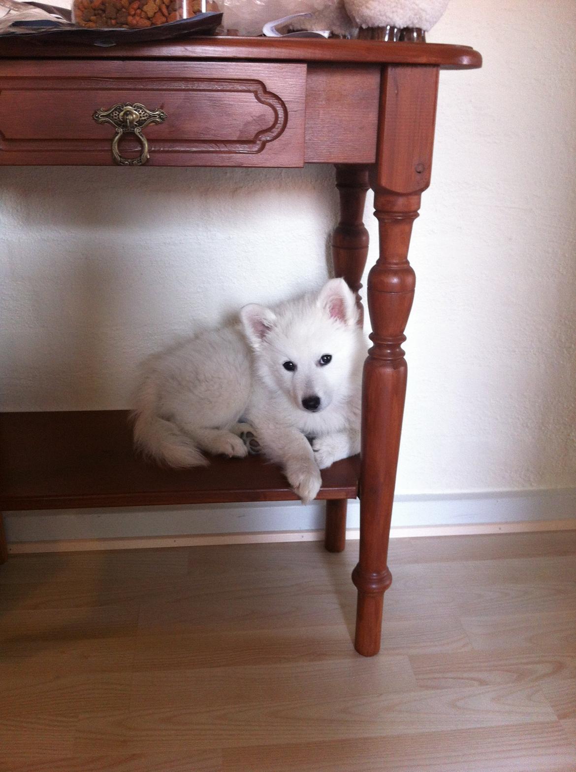 Japansk spids Malou <3 - Sikke nogle gode møbler min mor og far har. billede 13