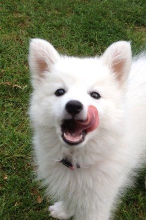 Japansk spids Malou <3 - Fræk lille skat. billede 14