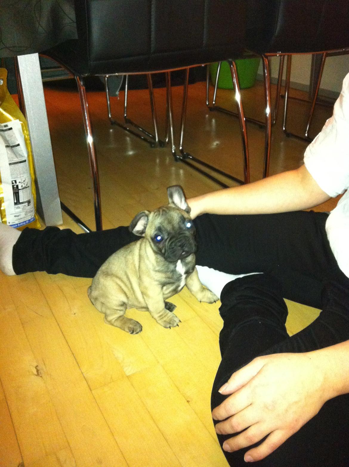 Fransk bulldog Bella billede 1