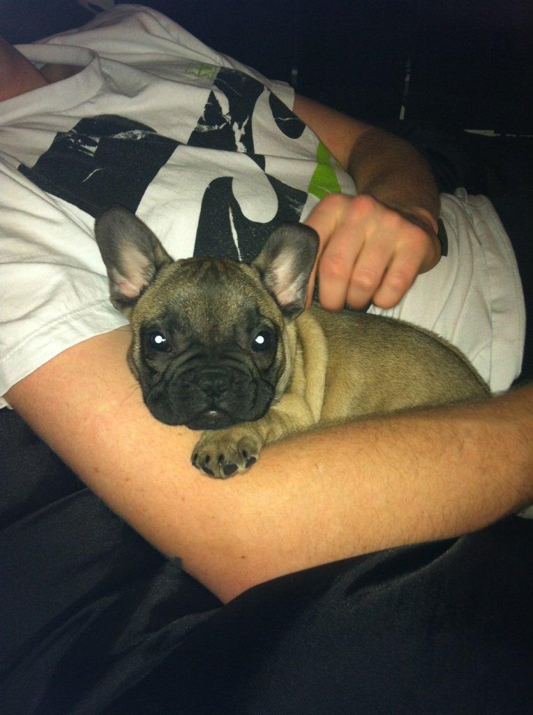 Fransk bulldog Bella billede 2