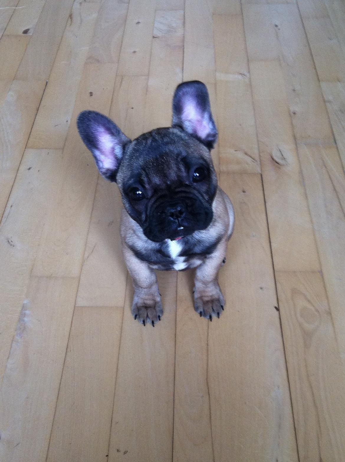 Fransk bulldog Bella billede 3