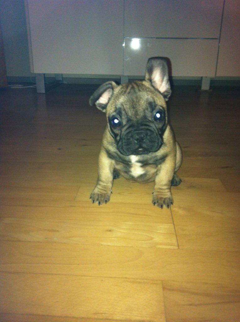 Fransk bulldog Bella billede 4