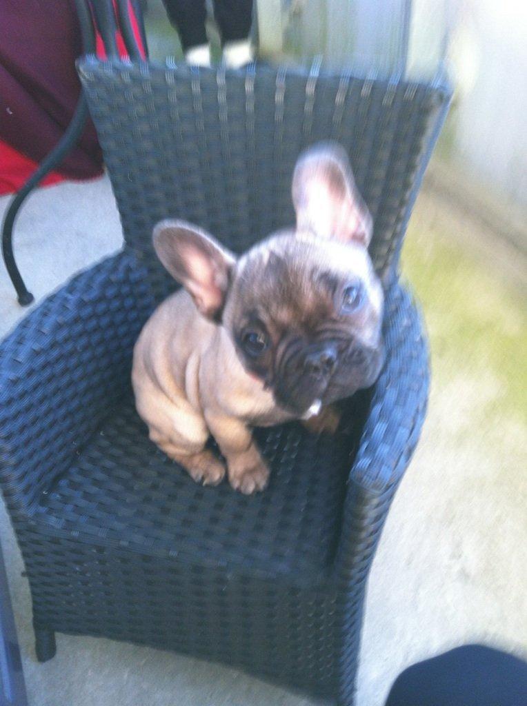 Fransk bulldog Bella billede 5