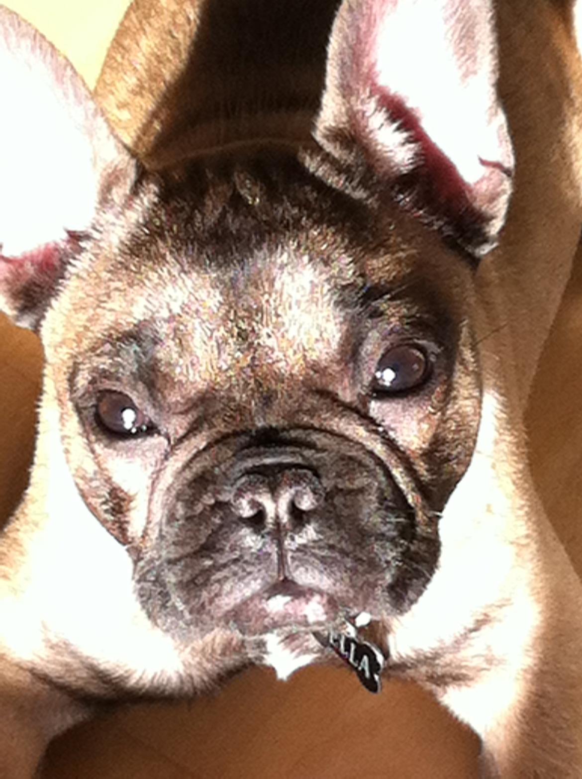 Fransk bulldog Bella billede 6