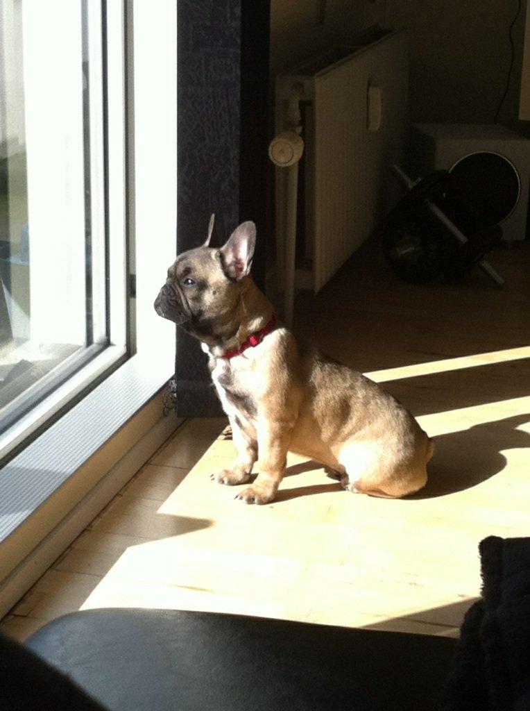 Fransk bulldog Bella billede 7