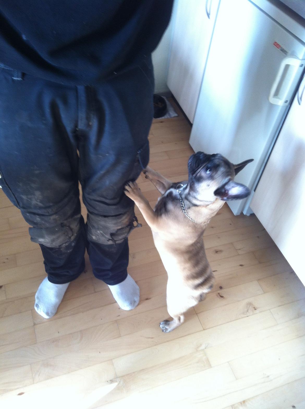 Fransk bulldog Bella billede 8