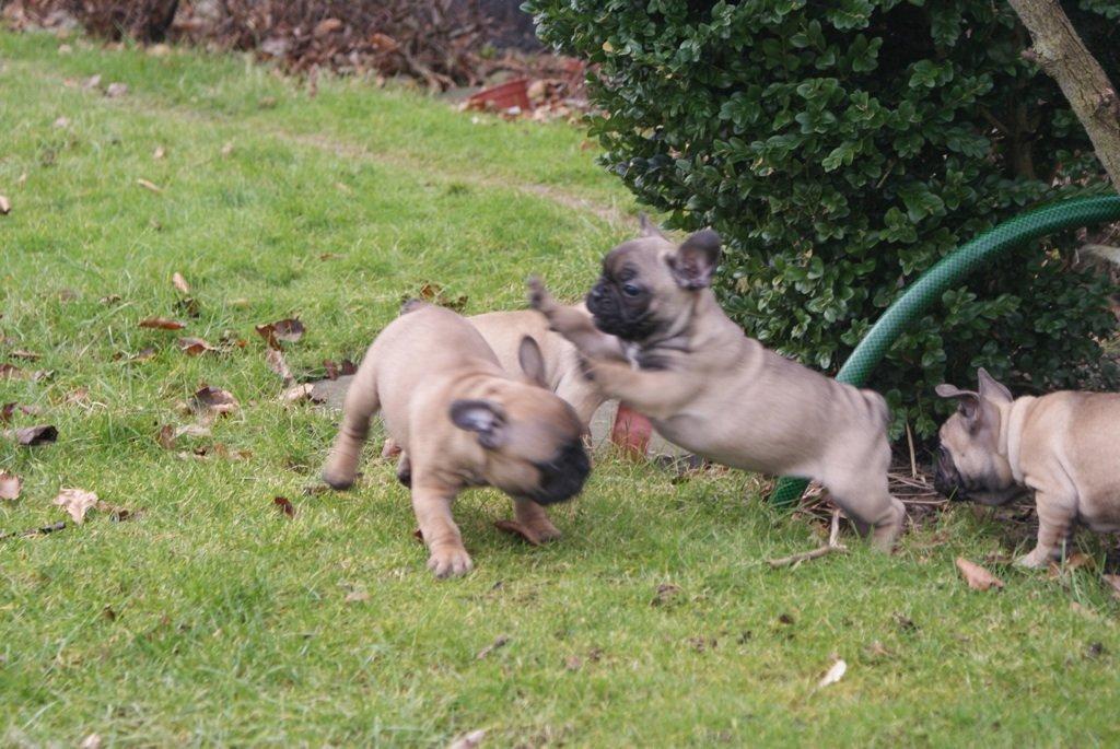 Fransk bulldog Bella billede 9