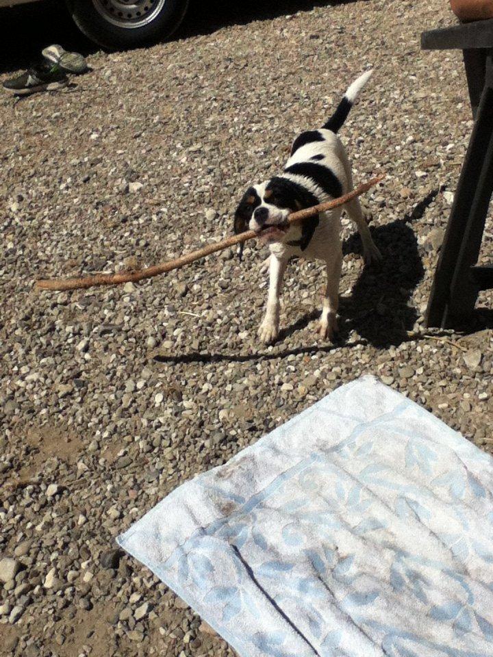 Blanding af racer Bailey (: billede 6