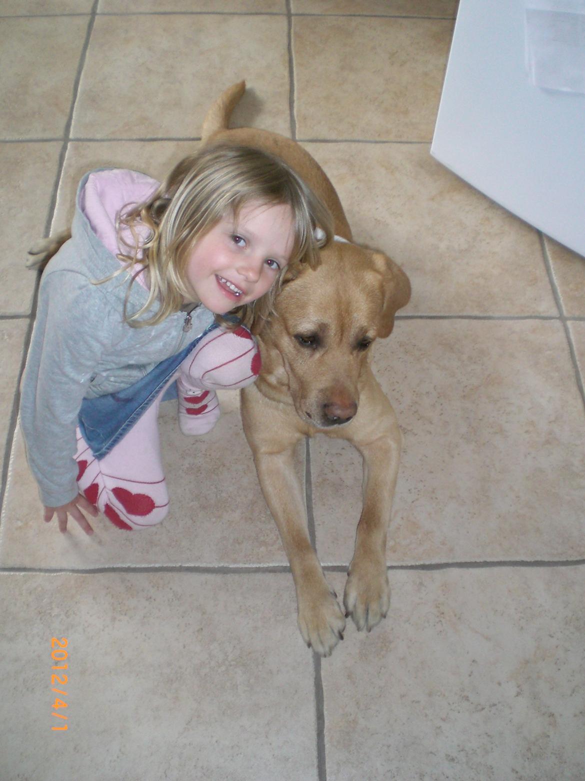 Labrador retriever Buster (himmelhund) billede 16