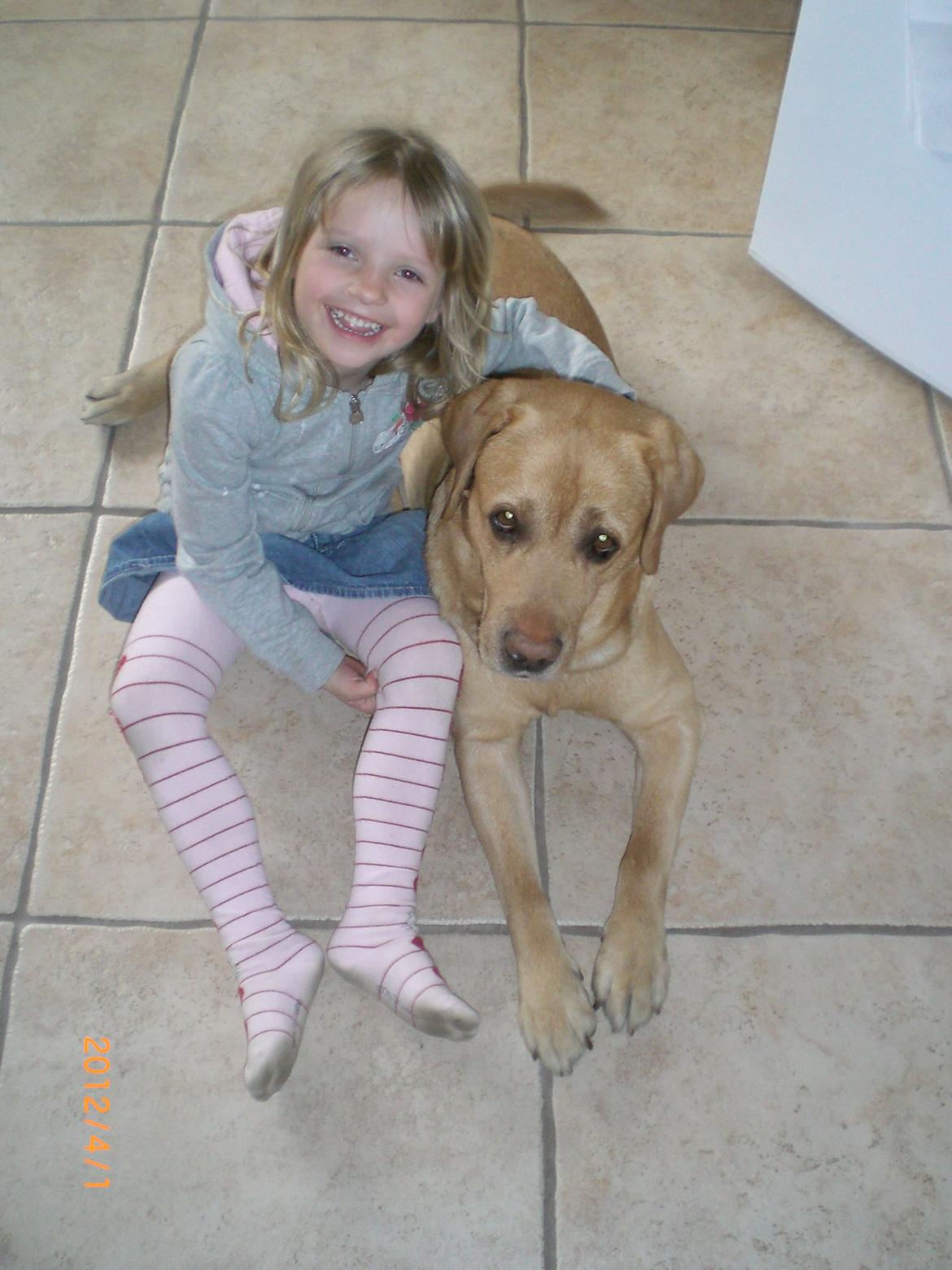 Labrador retriever Buster (himmelhund) billede 17