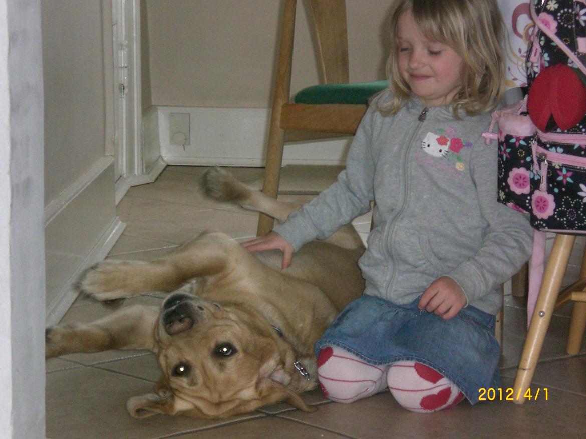 Labrador retriever Buster (himmelhund) billede 18