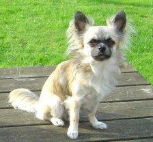 Chihuahua Chloe - Chloe's far billede 17