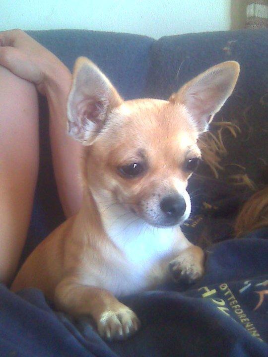 Chihuahua Chloe - Chloe's mor billede 18