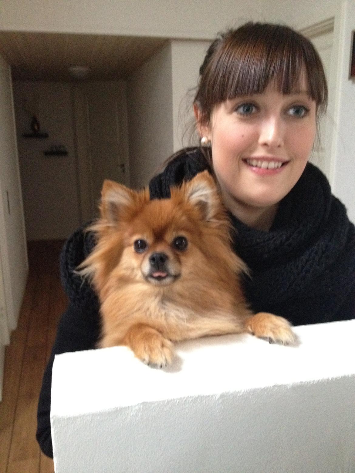 Pomeranian Coco billede 15