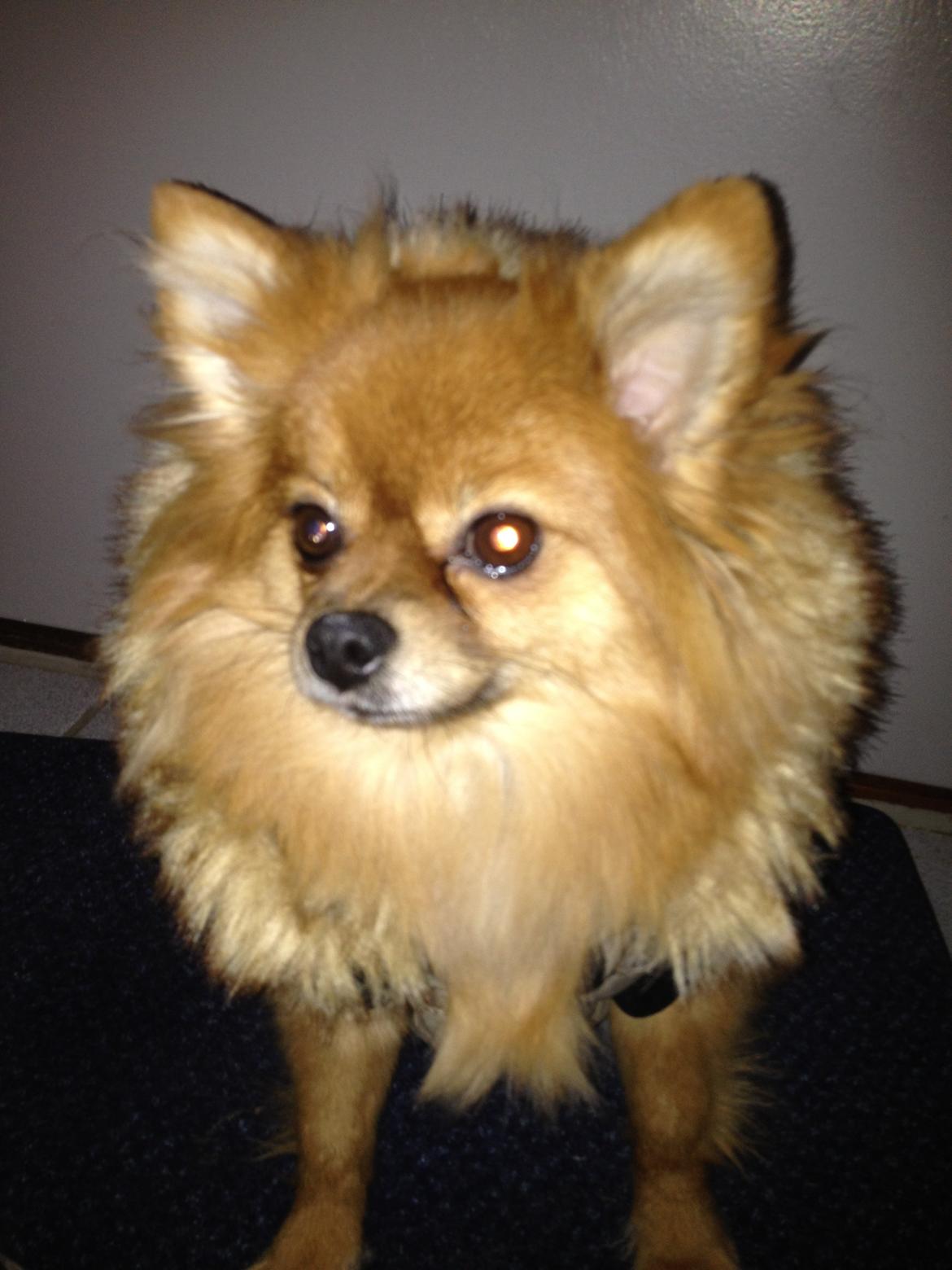 Pomeranian Coco billede 16