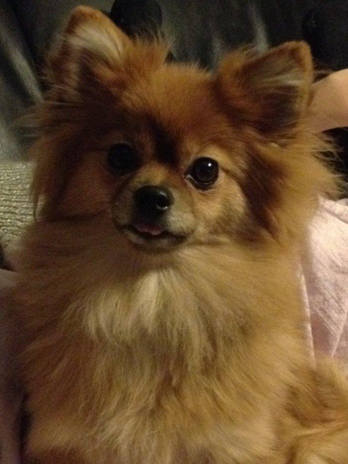 Pomeranian Coco billede 3