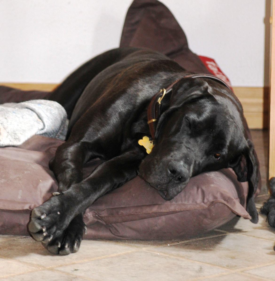Grand danois Jessie - Træt Jessie efter en tur på stranden. Foto: Sabina billede 16